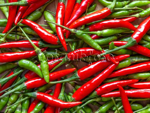 436012 - Chili pepper (Capsicum)