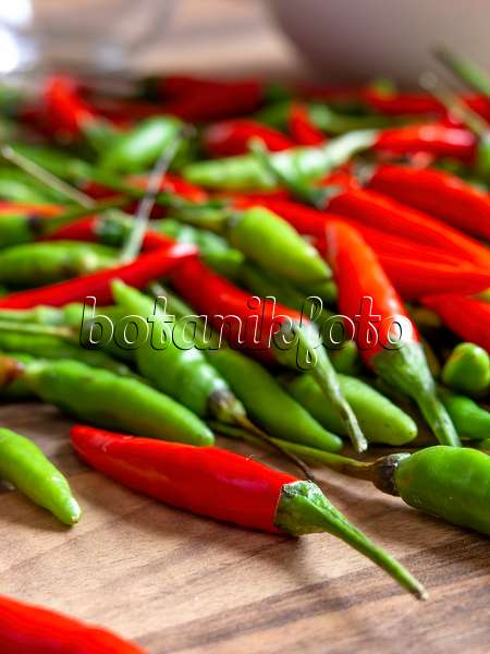 436013 - Chili pepper (Capsicum)