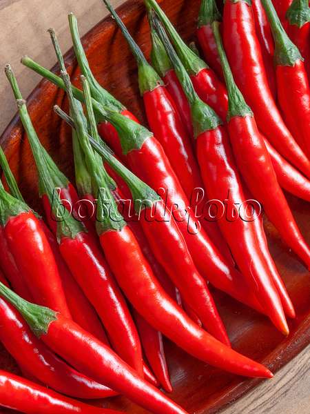 436014 - Chili pepper (Capsicum)