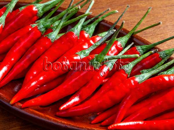 436015 - Chili pepper (Capsicum)