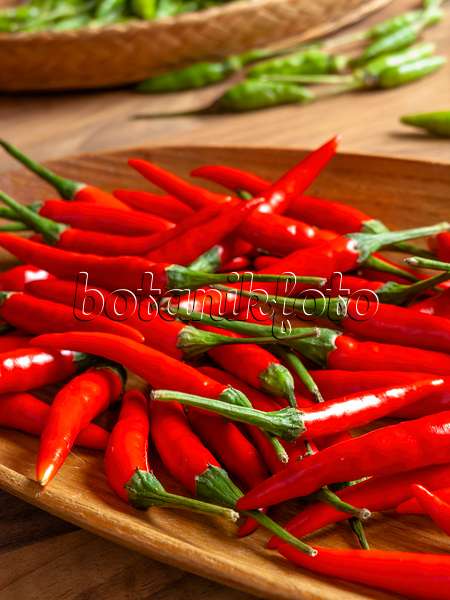 436017 - Chili pepper (Capsicum)