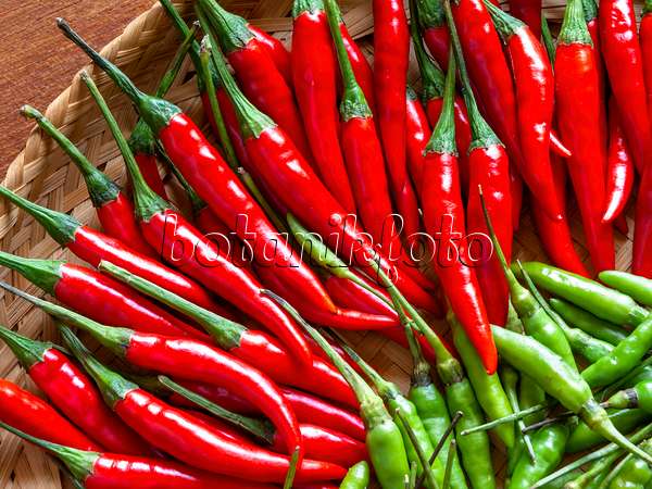 436021 - Chili pepper (Capsicum)