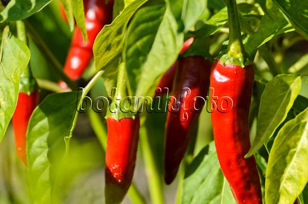 500170 - Chili pepper (Capsicum)