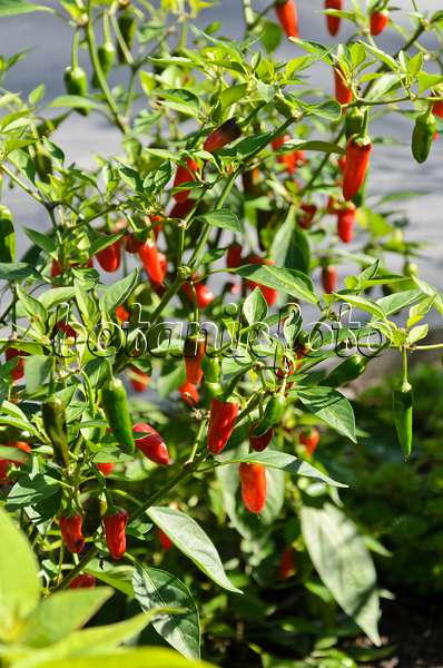 571048 - Chili pepper (Capsicum)