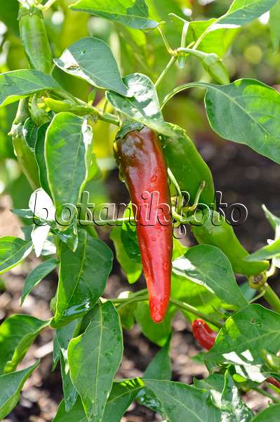 487279 - Chili pepper (Capsicum annuum 'Cayenne')