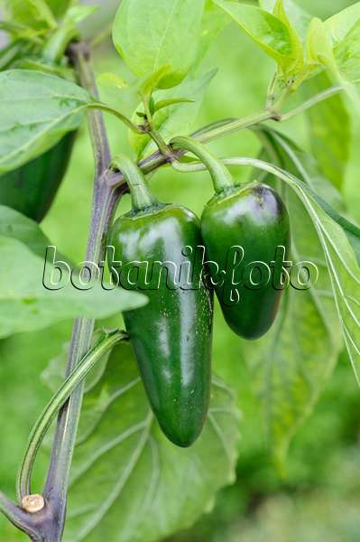 489018 - Chili pepper (Capsicum annuum 'Jalastar')