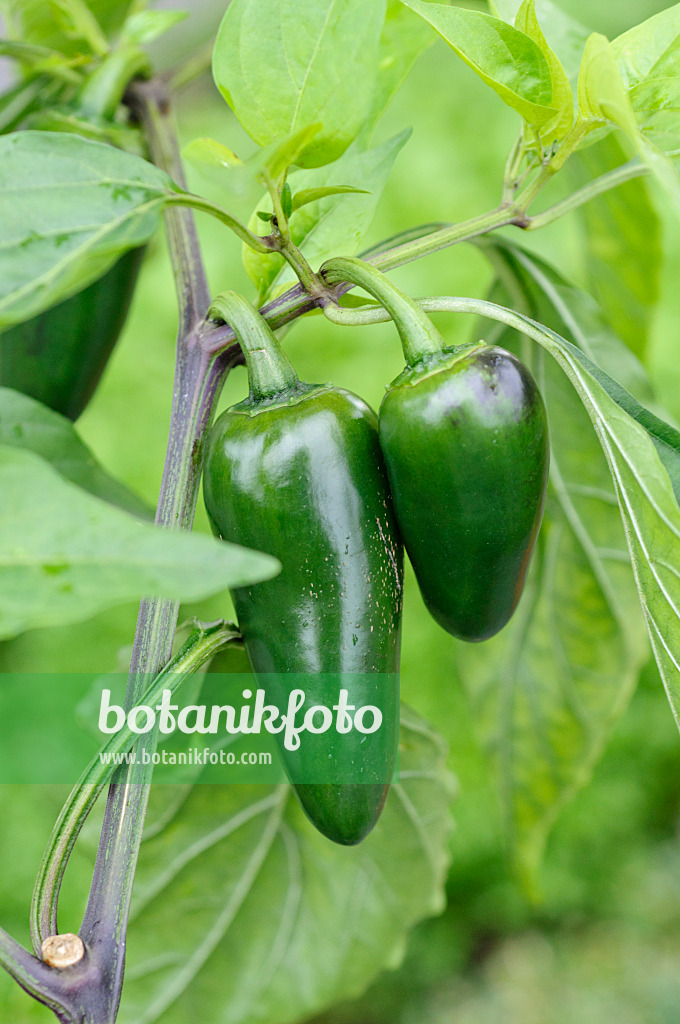 489018 - Chili pepper (Capsicum annuum 'Jalastar')