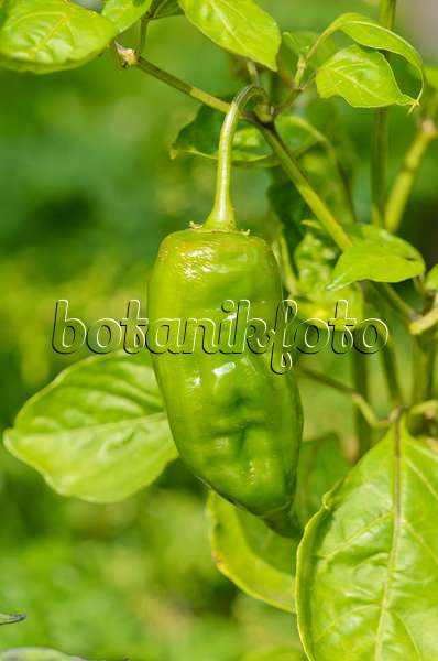 536173 - Chili pepper (Capsicum annuum 'Kondom-Paprika')