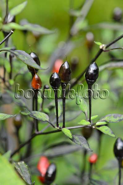 536174 - Chili pepper (Capsicum annuum var. nigrum 'Black Prince')