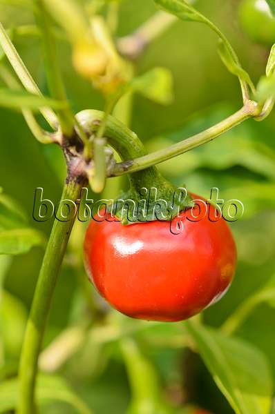 536172 - Chili pepper (Capsicum annuum 'Ungarische Kirschpaprika')