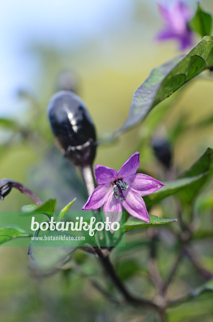 487164 - Chili pepper (Capsicum frutescens 'Peruvian Purple')