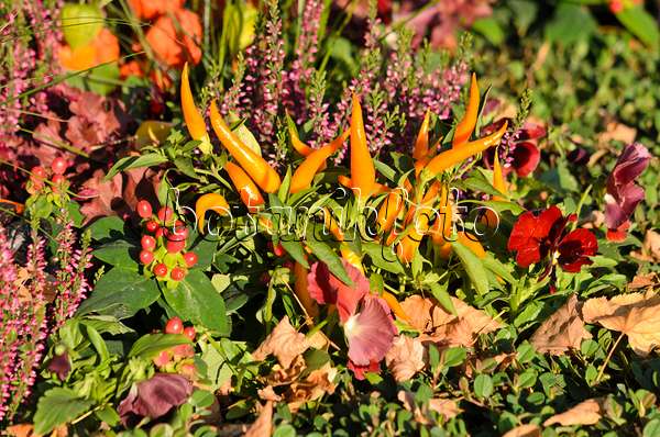 548081 - Chili pepper (Capsicum), violets (Viola) and common heather (Calluna)