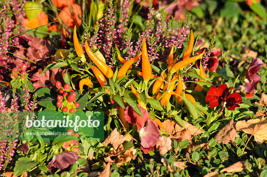 548081 - Chili pepper (Capsicum), violets (Viola) and common heather (Calluna)