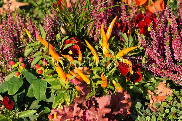 548082 - Chili pepper (Capsicum), violets (Viola) and common heather (Calluna)