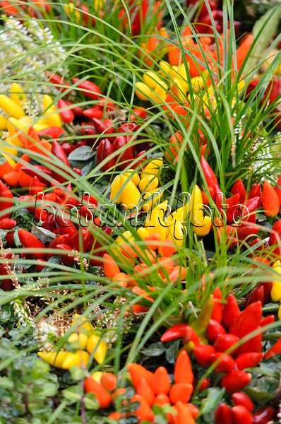 573040 - Chili peppers (Capsicum)