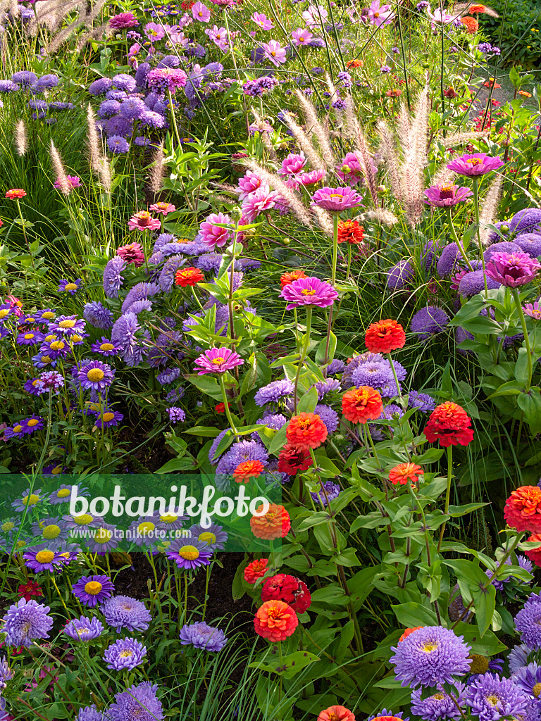 405025 - China aster (Callistephus) and zinnia (Zinnia)