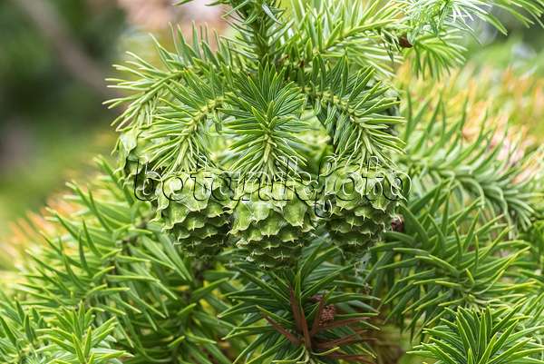 638076 - China fir (Cunninghamia lanceolata)