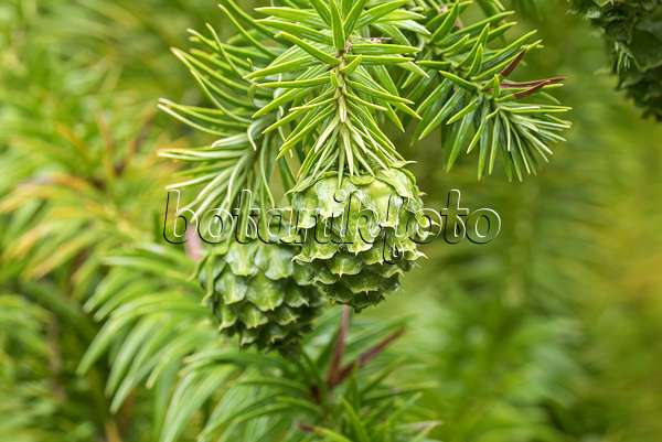 638077 - China fir (Cunninghamia lanceolata)