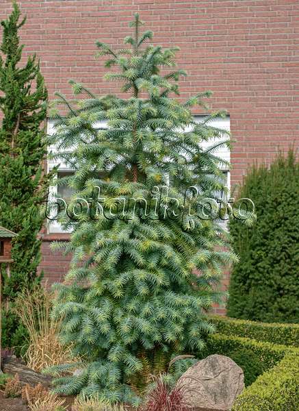 547134 - China fir (Cunninghamia lanceolata 'Glauca')