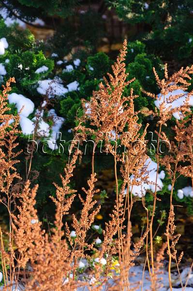 466090 - Chinese astilbe (Astilbe chinensis)
