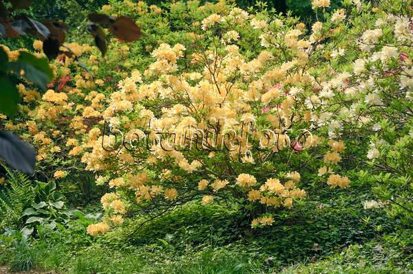 517229 - Chinese azalea (Rhododendron mollis x sinensis)
