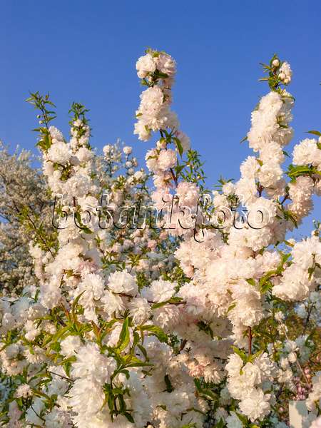 412051 - Chinese bush berry (Prunus glandulosa 'Alboplena')