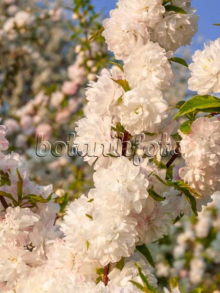 412052 - Chinese bush berry (Prunus glandulosa 'Alboplena')