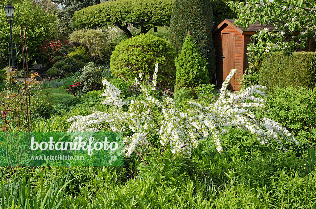 520145 - Chinese bush berry (Prunus glandulosa 'Alboplena') in a perennial garden