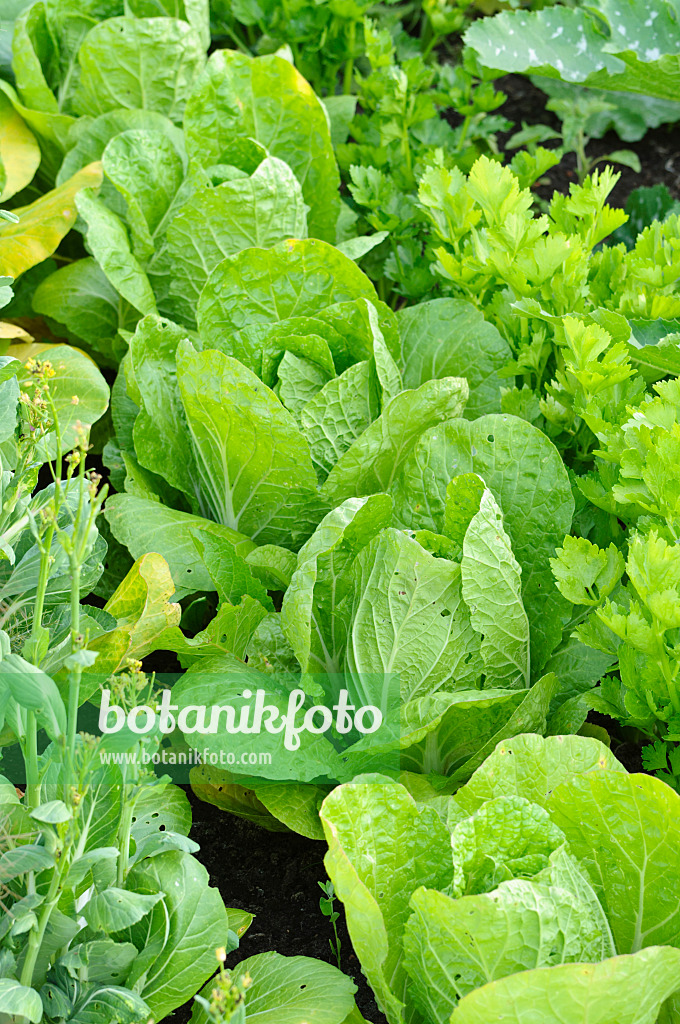 474240 - Chinese cabbage (Brassica rapa subsp. pekinensis)