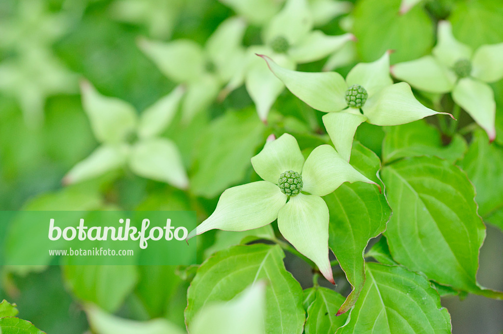 472145 - Chinese dogwood (Cornus kousa var. chinensis)