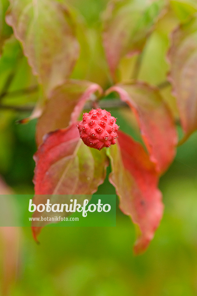 476166 - Chinese dogwood (Cornus kousa var. chinensis)