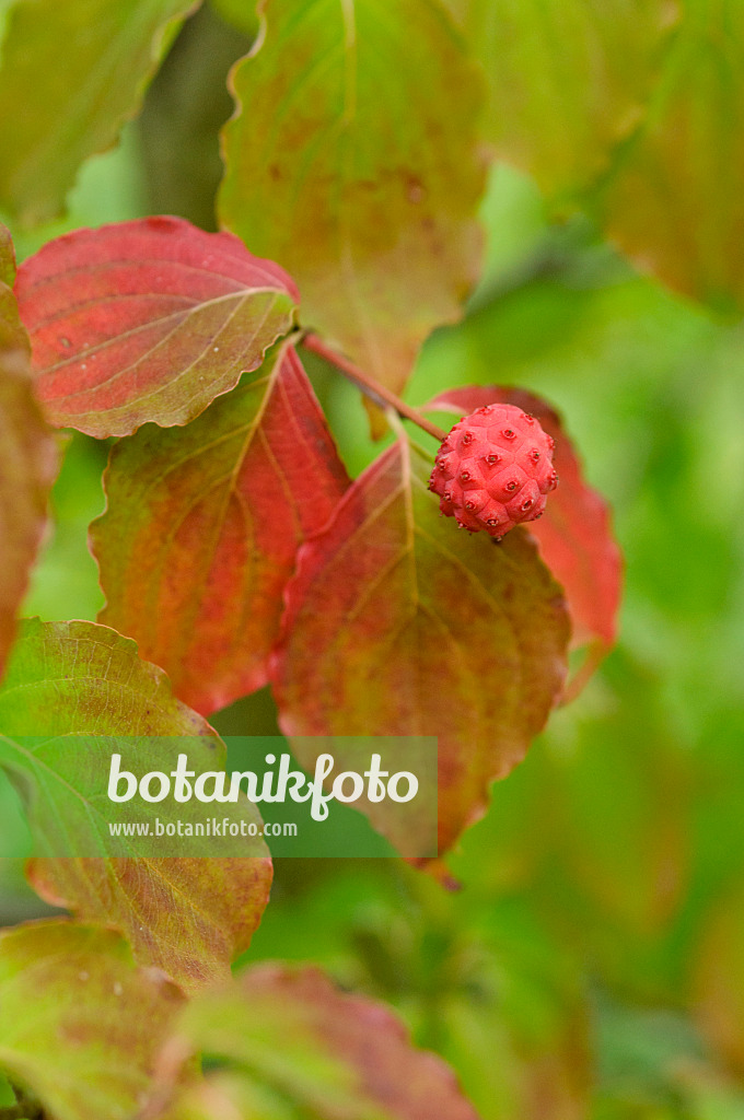 476167 - Chinese dogwood (Cornus kousa var. chinensis)