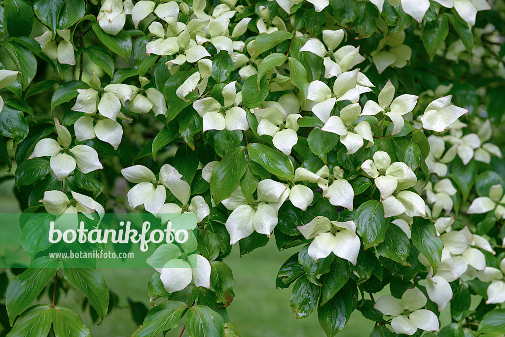 547124 - Chinese dogwood (Cornus kousa var. chinensis)