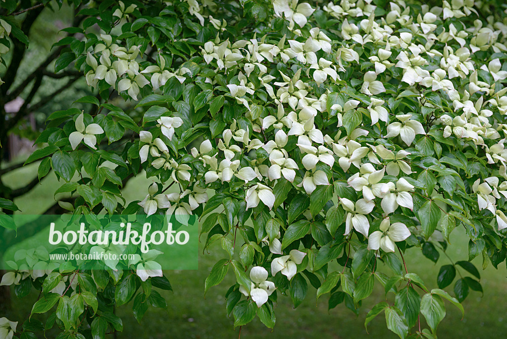 547125 - Chinese dogwood (Cornus kousa var. chinensis)