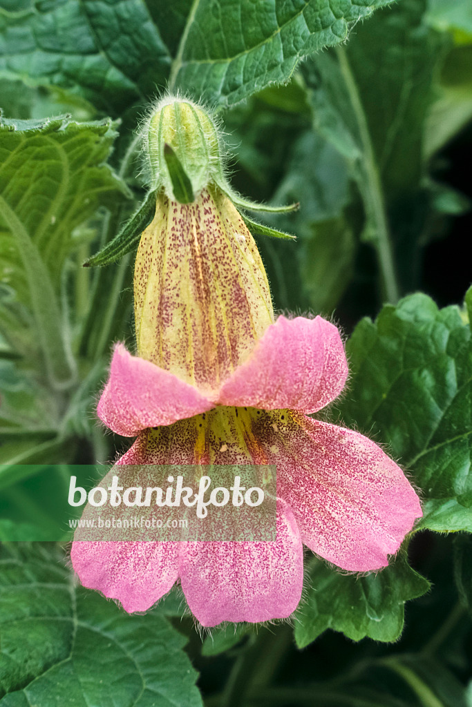 378159 - Chinese foxglove (Rehmannia elata)