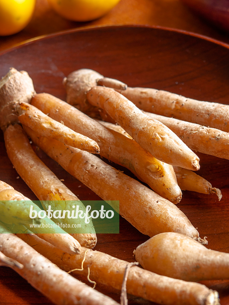 436028 - Chinese ginger (Boesenbergia pandurata)