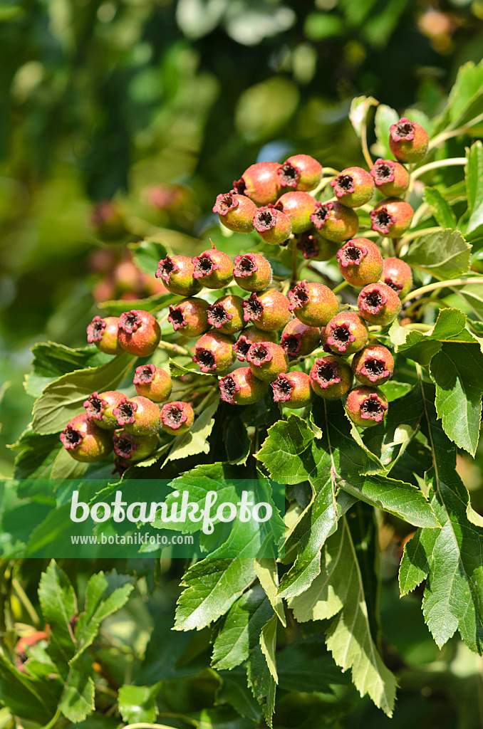 547371 - Chinese hawthorn (Crataegus pinnatifida var. major)