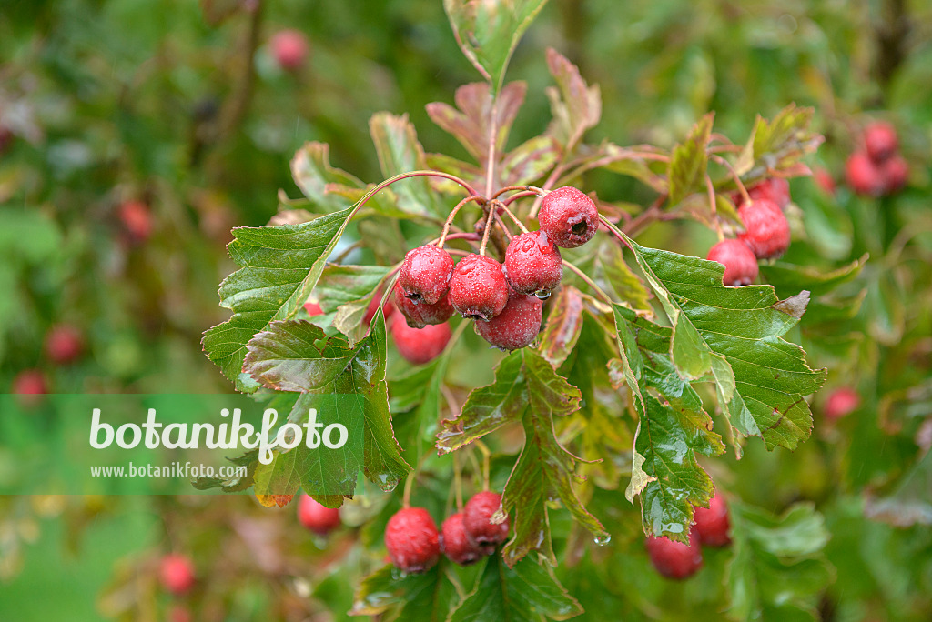 575076 - Chinese hawthorn (Crataegus pinnatifida var. major)