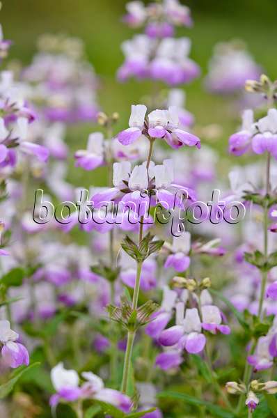 533569 - Chinese houses (Collinsia heterophylla syn. Collinsia bicolor)