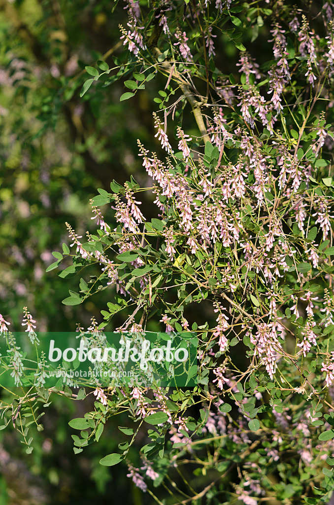 521158 - Chinese indigo (Indigofera potaninii)