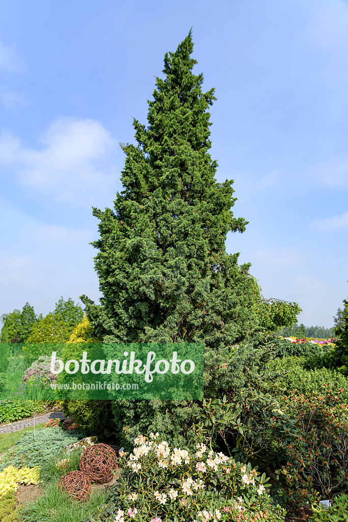 607118 - Chinese juniper (Juniperus chinensis 'Iowa')