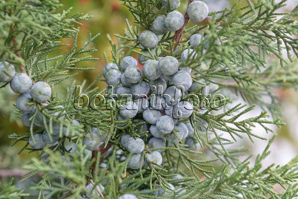 607120 - Chinese juniper (Juniperus chinensis 'Keteleeri')