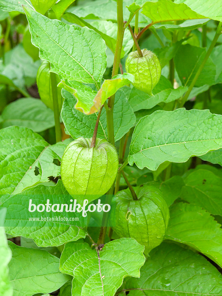 427022 - Chinese lantern (Physalis alkekengi)