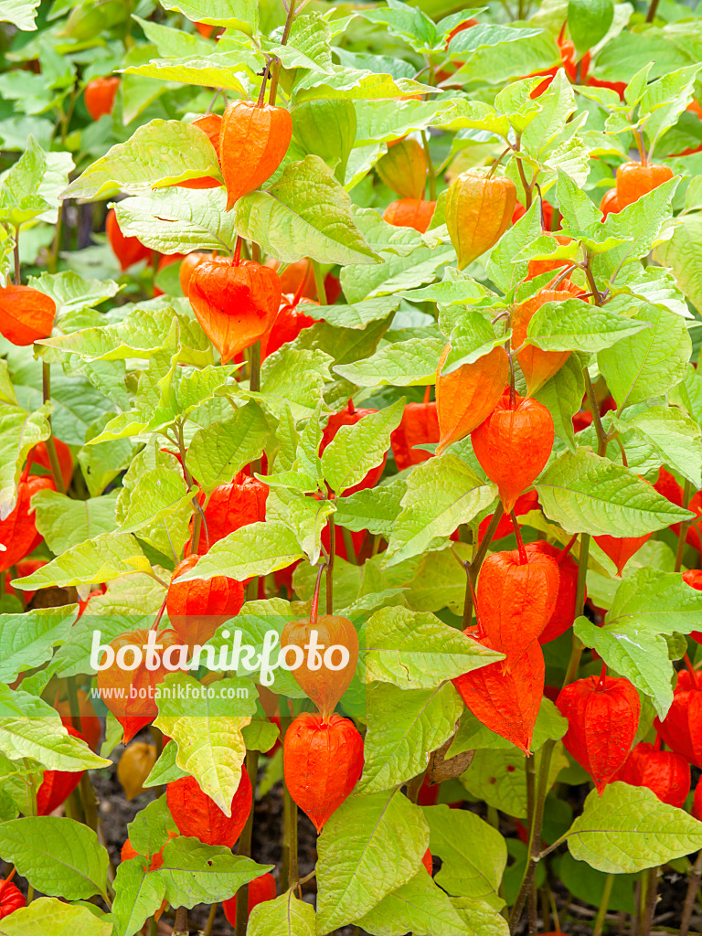 428331 - Chinese lantern (Physalis alkekengi)