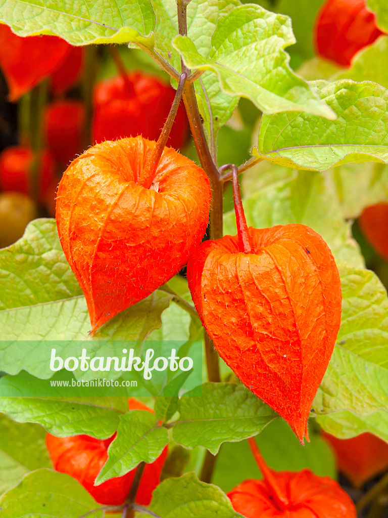 428332 - Chinese lantern (Physalis alkekengi)