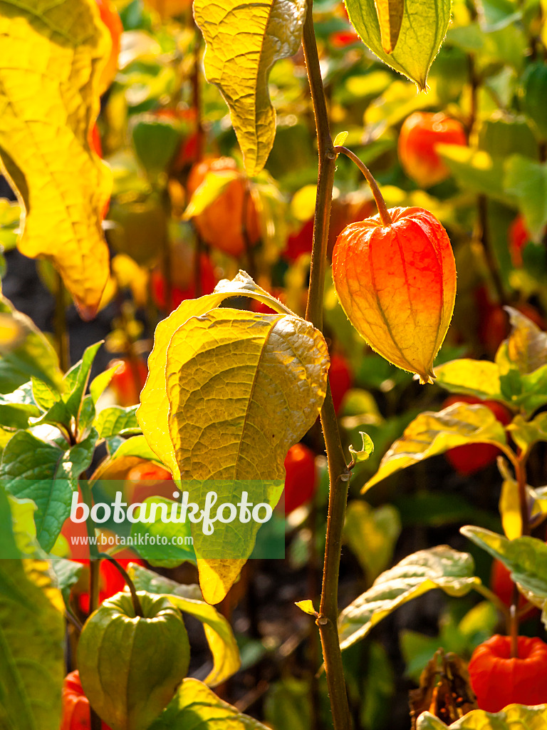 429061 - Chinese lantern (Physalis alkekengi)