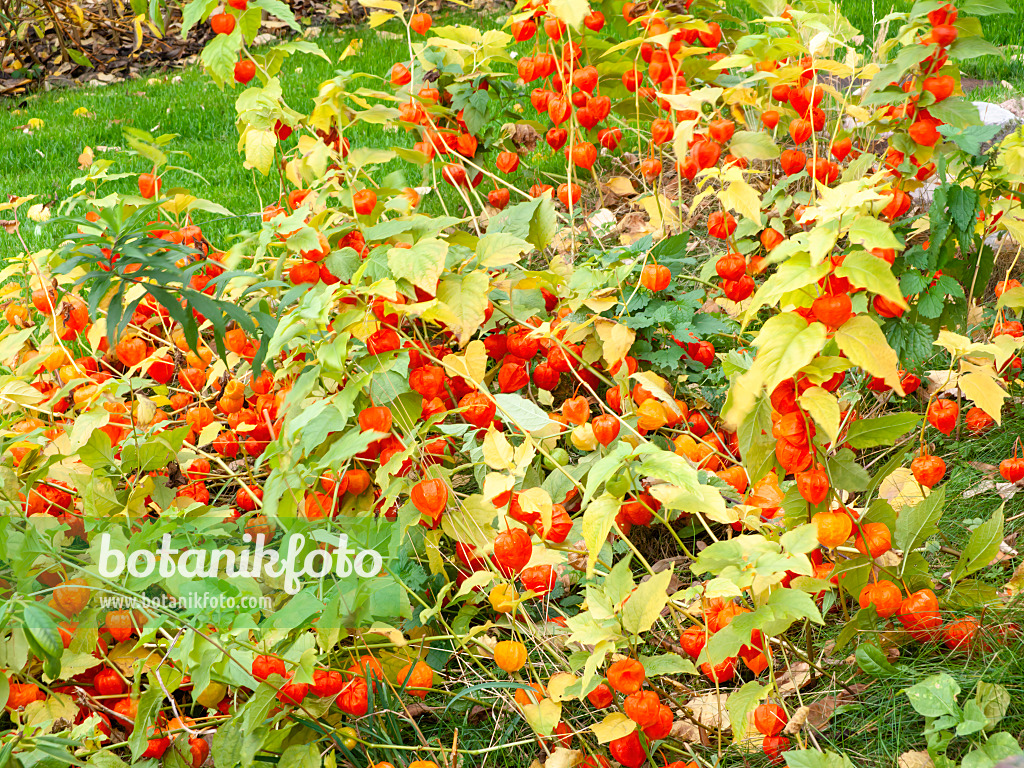 477140 - Chinese lantern (Physalis alkekengi)