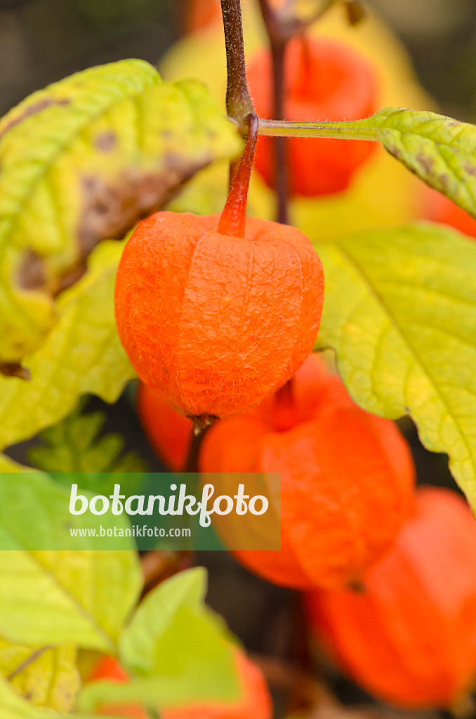 525179 - Chinese lantern (Physalis alkekengi)