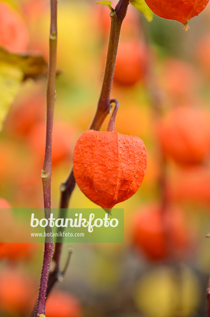 525180 - Chinese lantern (Physalis alkekengi)