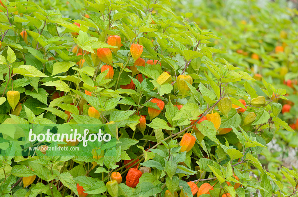 535023 - Chinese lantern (Physalis alkekengi)